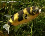 Colomesus asellus pufferresources.net[1]