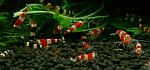   (Caridina cantonensis sp. Red)