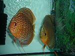 user853 pic31226 1277014654