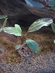 Bucephalandra sp. Nanga Taman Kab.Sanggau