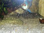 Brilliant bristlenose pleco L184