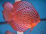 user853 pic26662 1271411879