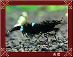KingKong Shrimp 1