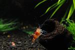  (Caridina cantonensis sp. Red)