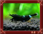 KingKong Shrimp 3
