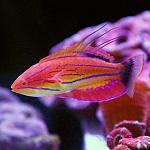 Paracheilinus Carpenteri