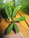 Bucephalandra sp. Green Spathe, Daerah Sanggau