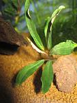 Bucephalandra sp. Green Spathe, Daerah Sanggau