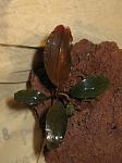 Bucephalandra sp. Nanga Taman Kab.Sanggau