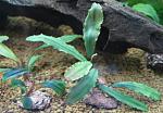 Bucephalandra sp. Fine Edge Green Melawi, West Kalimantan