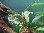 Bucephalandra sp. Velvet Leaf 4