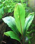 Bucephalandra sp. Sanggau Variegata Kab.Sanggau