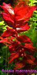 Rotala macrandra  1