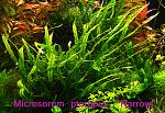 Microsorum pteropus Narrow