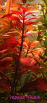 repens Rubin