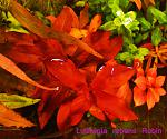 Ludwigia repens Rubin