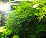 Christmas Moss