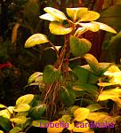 Lobelia cardinalis