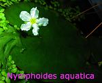 Nymphoides aquatica
