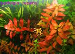 Ludvigia repens 2