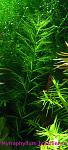 Myriophyllum brasiliense
