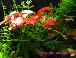 Ludwigia palustris