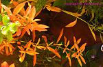 Hygrophila polisperma 1
