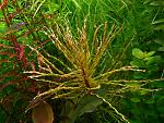 Ludwigia inclinata verticilata var.Tornado
