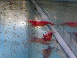 RedSacura