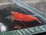 RedSacuraFemale