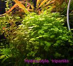 Hydrocotyle tripartita