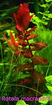 Rotala macrandra