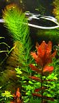 Myriophyllum brasiliense 05