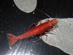 RedSacuraFemale2