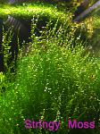 Stringy Moss
