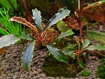 Bucephalandra sp.?