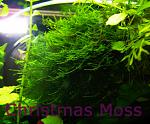 Christmas Moss