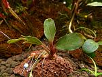 Bucephalandra sp. Theia 2