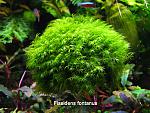 Fissidens fontanus
