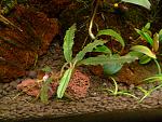 Bucephalandra sp. Red Gaia