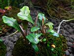 Bucephalandra sp. Melawi