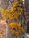 Xanthoria parietina