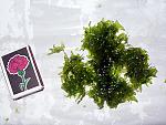 Image00001