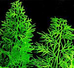   (Ceratopteris thalictroides)