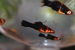 IMG 4737