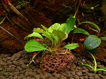 Bucephalandra sp. Brownie Metallica