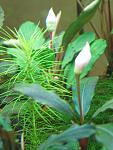 IMG 5885
