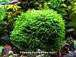 Fissidens Fox(Fissidens mini)