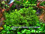 Fissidens Fox