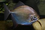 Myleus rubripinnis